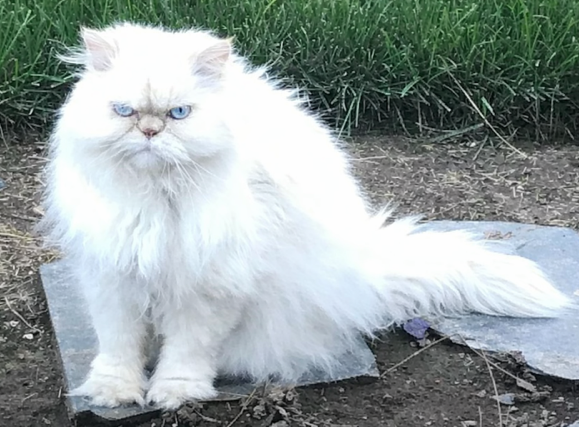 Our happy cat Julius.